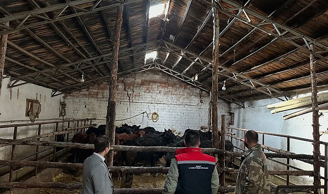 Aydıntepe'de hayvancılığa destek projesinde ilk hayvan teslimi yapıldı