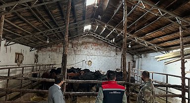 Aydıntepe'de hayvancılığa destek projesinde ilk hayvan teslimi yapıldı