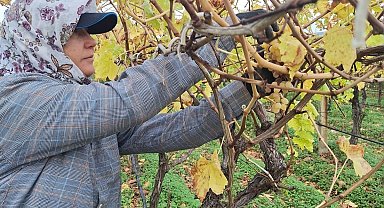 Bağda kalan üzümler ev ekonomisine can suyu oluyor