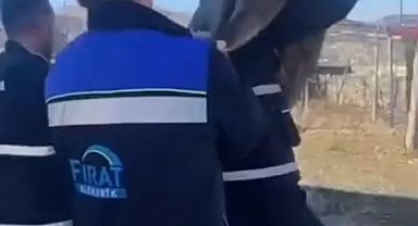 Bahçe çitine sıkışan yaban keçisini FEDAŞ ekipleri kurtardı