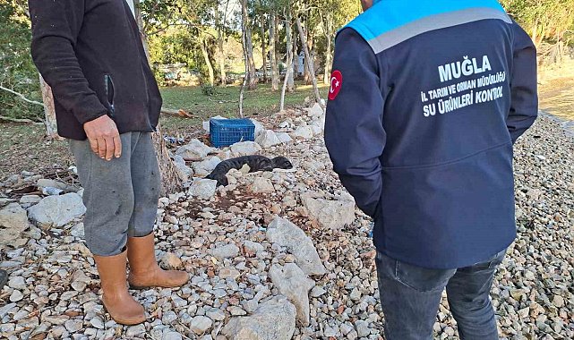 Balıkçıların kurtardığı yavru Akdeniz Foku yetkililere teslim edildi