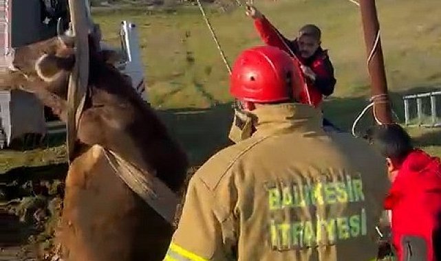 Balıkesir'de kuyuya düşen inek kurtarıldı
