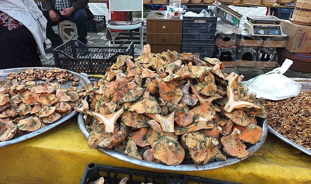 Balıkesir'de yağmur yağdı, mantar fışkırdı