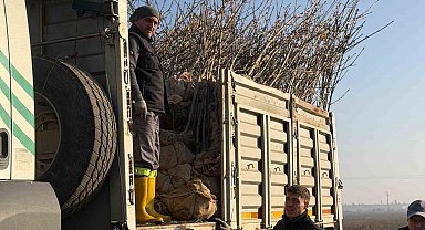 Bandırma'nın 55'inci kırsal mahallesinde 350 ağaç toprakla buluştu