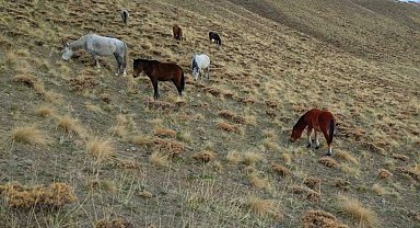 Başıboş bırakılan at ve eşekler hem trafiği hem yaban hayatını tehdit ediyor