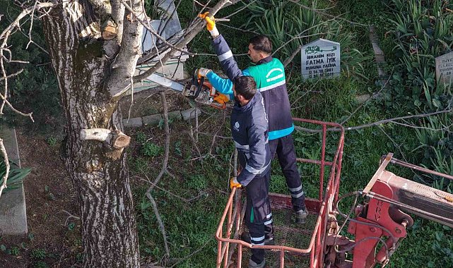 Başiskele'de budanan ağaç dalları ihtiyaç sahiplerine yakacak oluyor