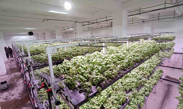 Batman'a eksi birinci katta 30 milyonluk "dikey tarım" yatırımı