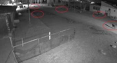 Bayburt'ta 5 kurdun köpeği tuzağa çektiği anlar kamerada