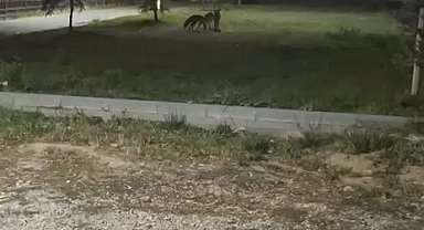 Bayburt'ta birbirleriyle oyun oynayan iki tilki görüldü