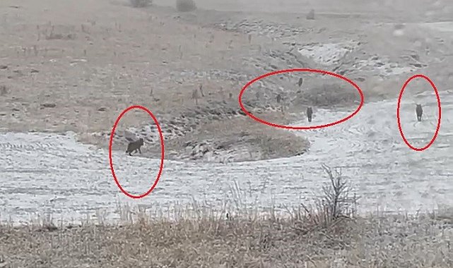 Bayburt'un köylerinde kurt sürüleri görüldü