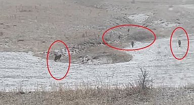 Bayburt'un köylerinde kurt sürüleri görüldü