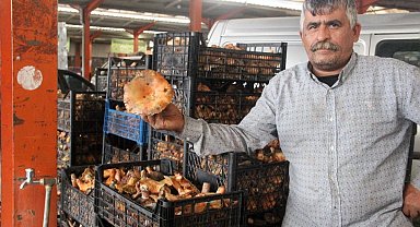 Bayramiç'te kanlıca mantarı köylünün gelir kapısı oldu
