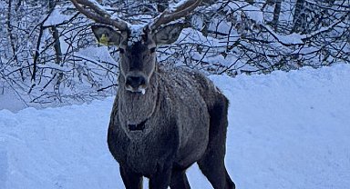 Beyaza bürünen doğada kızıl geyik sürprizi