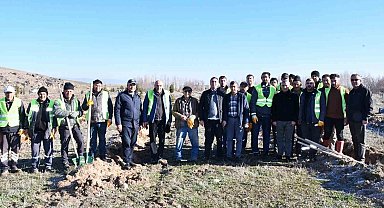 Beylikova Belediyesi bin adet karaçam fidanı dikti