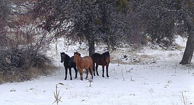 Beypazarı'nda yılkı atları kartpostallık görüntüler oluşturdu