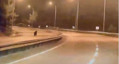 Bilecik'te ayı ana yola indi