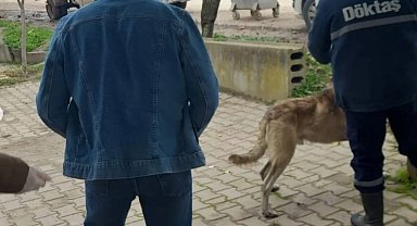 Bilecik'te evcil hayvanlar kayıt altına alınıyor