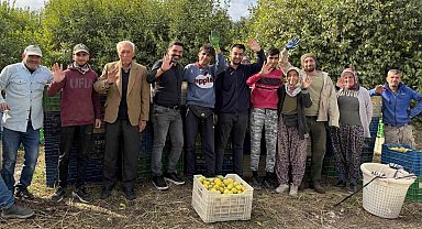 Binlerce ailenin geçim kaynağı limonun başkentinde hasat zamanı