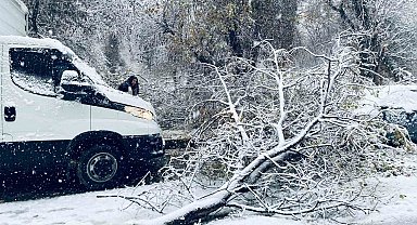 Birecik'te karın ağırlığına dayanamayan ağaç dalları araçların üzerine devrildi