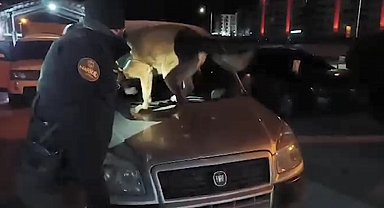 Bitlis'te 6 kilo 100 gram skunk maddesi ele geçirildi