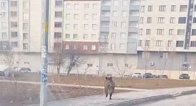 Bitlis'te ilçe merkezinde yaban domuzu paniği