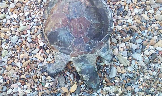 Bodrum'da yavru caretta caretta kıyıya vurdu