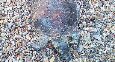 Bodrum'da yavru caretta caretta kıyıya vurdu