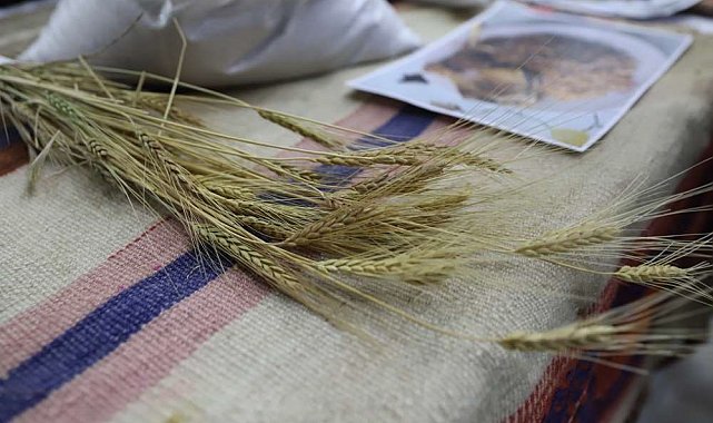 Bölgenin değeri: Ardahan Kavılcası