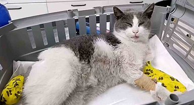 Bolu'da otomobilin çarptığı kedi, tedavi için İstanbul'a sevk edildi