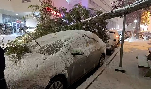 Bolu'da park halindeki araçların üzerine ağaç devrildi