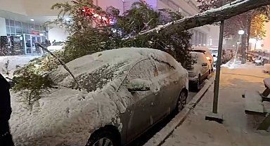Bolu'da park halindeki araçların üzerine ağaç devrildi
