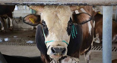 Bolu'da şap kısıtlamaları kaldırıldı