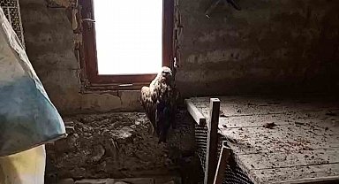 Bolu'da yaralı şahin koruma altına alındı