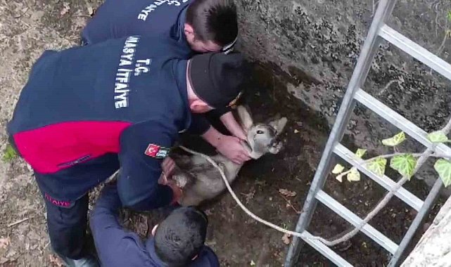 Boş havuza düşen yavru karacayı itfaiyeciler kurtardı