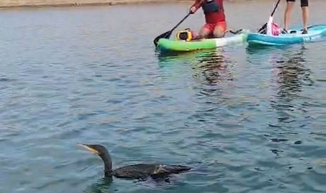 Botan Vadisi'nde yaralı bulunan karabatağı kurtarma çabası yetersiz kaldı