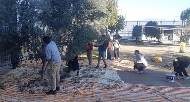 Bozdoğan'da öğrenciler zeytin hasadı yaptı