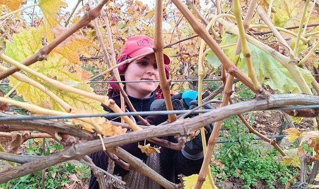 Budama maliyeti üreticiyi ailece bağa indirdi
