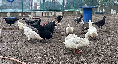 Buldan Gençlik Merkezinde mini hayvanat bahçesi kuruldu