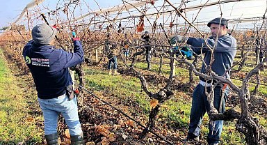 Buldan'ın tescilli üzümlerinin yetiştiği asmalar yeni sezona hazırlanıyor
