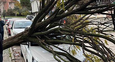 Bursa'da devrilen ağaç korku dolu anlar yaşattı