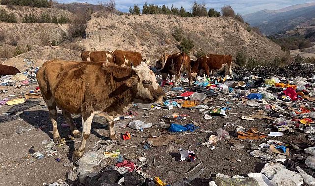 Büyükbaş hayvanlar çöplükte besleniyor