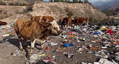 Büyükbaş hayvanlar çöplükte besleniyor