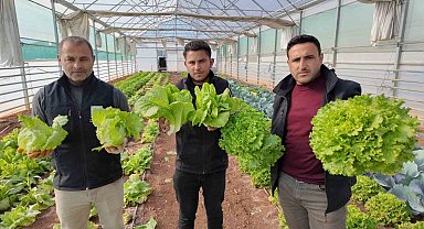 Büyükşehir Belediyesi seralarında kışlık sebze hasadı başladı