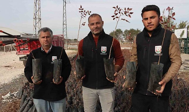 Büyükşehir'den çiftçilere 35 bin fıstık fidanı desteği
