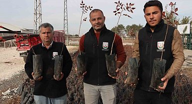 Büyükşehir'den çiftçilere 35 bin fıstık fidanı desteği