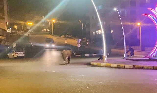 Caddede ilerleyen büyükbaş hayvanlar kamerada