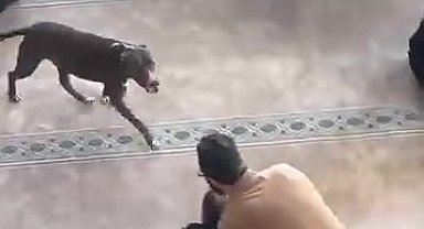 Camiye giren pitbull yakalandı, sahibine işlem yapıldı