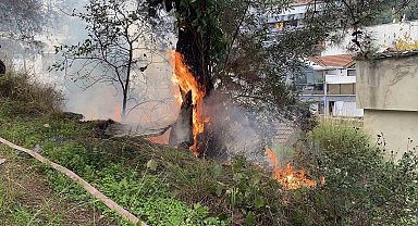 Çamlık alanda çıkan yangın büyümeden söndürüldü