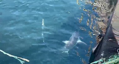 Çanakkale'de balıkçıların ağına 'kamçı kuyruk' cinsi köpek balığı takıldı