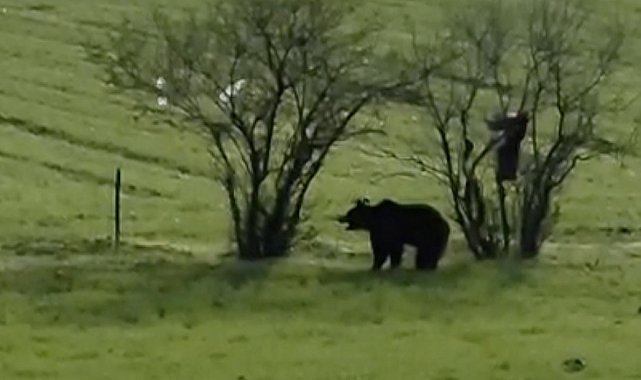 Çanakkale'de köy yoluna inen ayı cep telefonu kamerasına yansıdı
